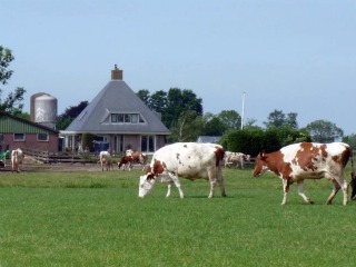 Rauwmelkse kaas van koeien rond onze boerderij